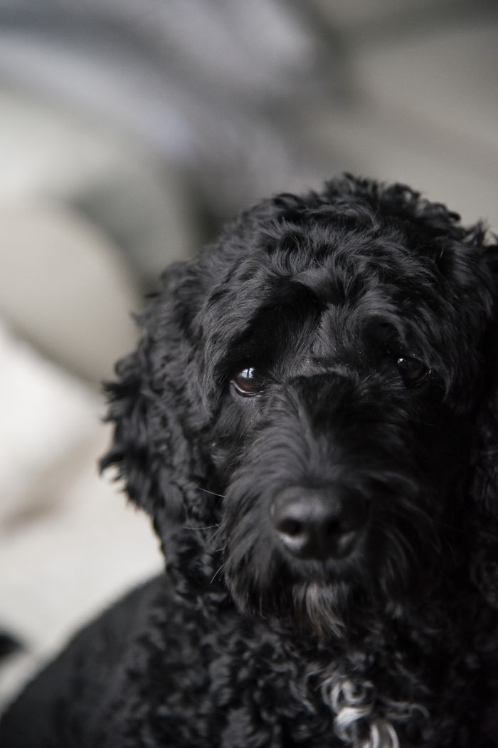 Charming close-up portrait of a black labradoodle with curly fur indoors.