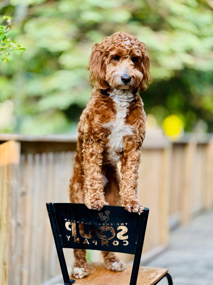 Charming curly-haired Labradoodle strikes a pose atop a chair in a lush outdoor setting.