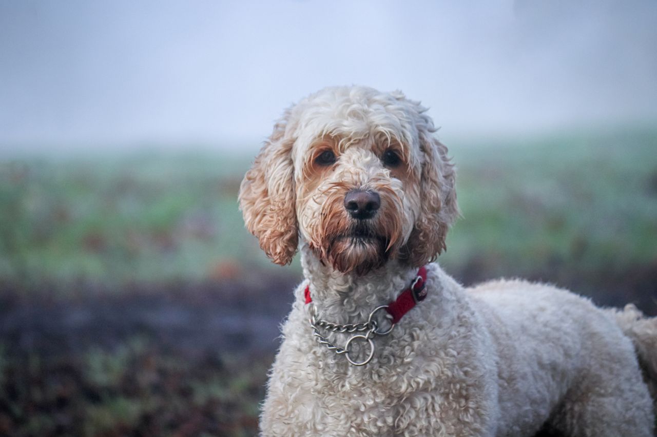 Close-up of a curly-haired Labradoodle dog standing outdoors on a misty day.